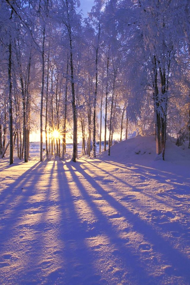 Обои солнце, снег, лес, зима, иней, деревья. лучи, the sun, snow, forest, winter, frost, trees. rays разрешение 1999x1333 Загрузить