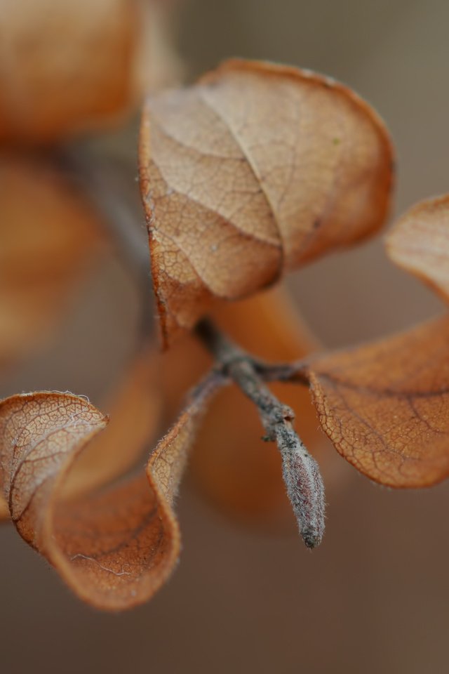 Обои листья, макро, осень, веточка, leaves, macro, autumn, sprig разрешение 3520x2619 Загрузить