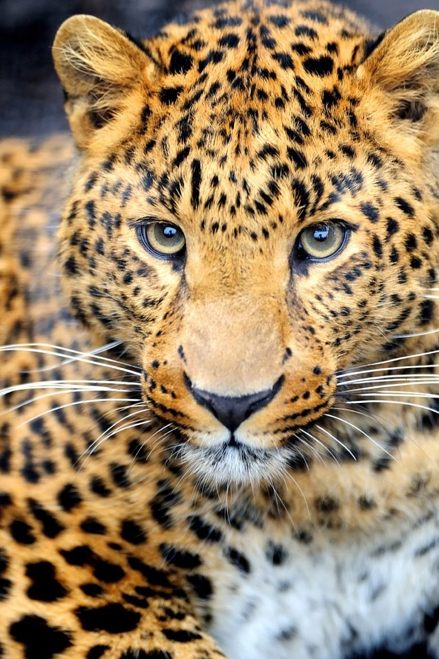 Обои морда, взгляд, леопард, хищник, животное, окрас, face, look, leopard, predator, animal, color разрешение 7000x4658 Загрузить