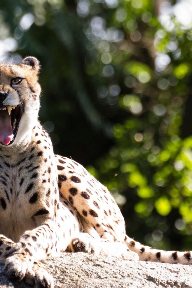 Обои гепард, зевок, cheetah, yawn разрешение 2560x1600 Загрузить