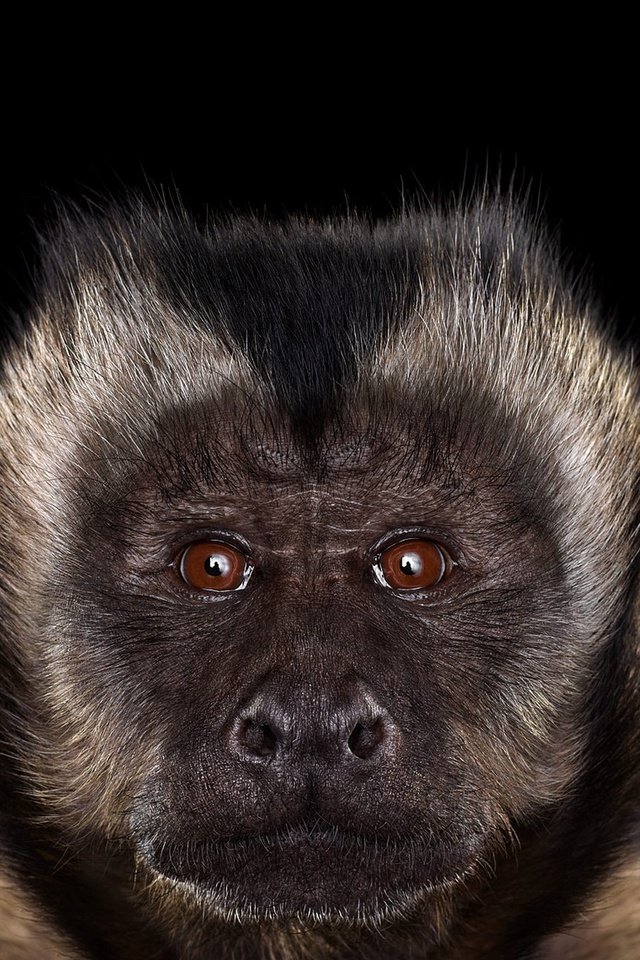 Обои фон, взгляд, черный фон, обезьяна, примат, capuchin monkey, капуцин, background, look, black background, monkey, the primacy of разрешение 1920x1288 Загрузить