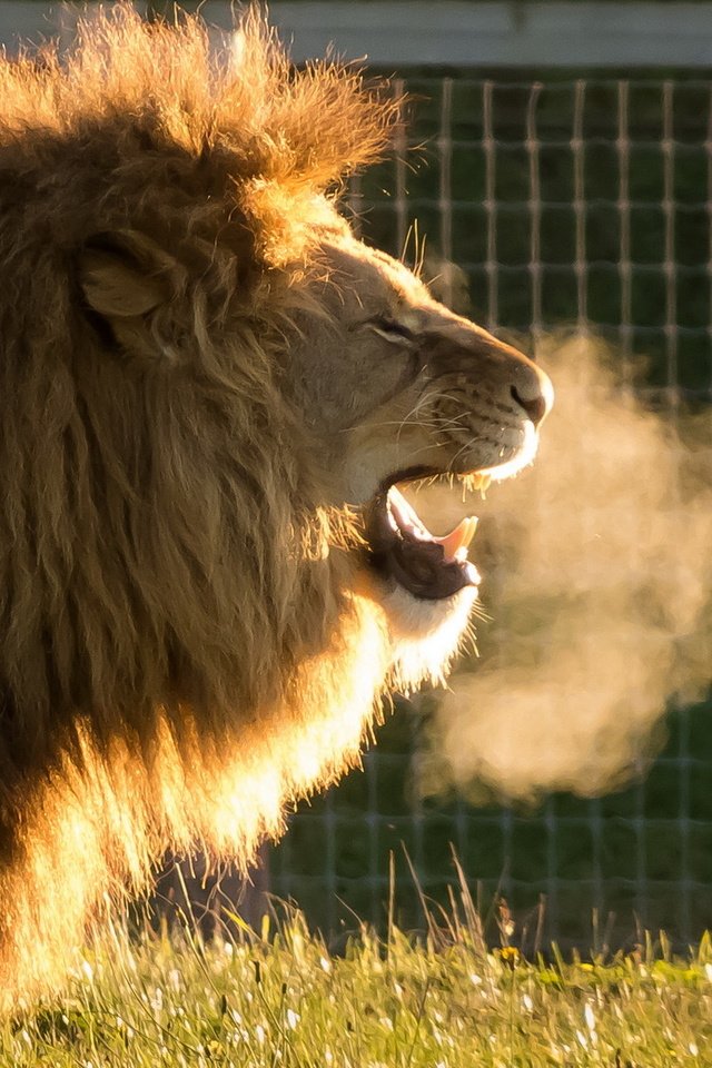 Обои хищник, лев, львёнок, животно е, cold air, yorkshire wildlife park, predator, leo, lion, animals разрешение 1920x1200 Загрузить