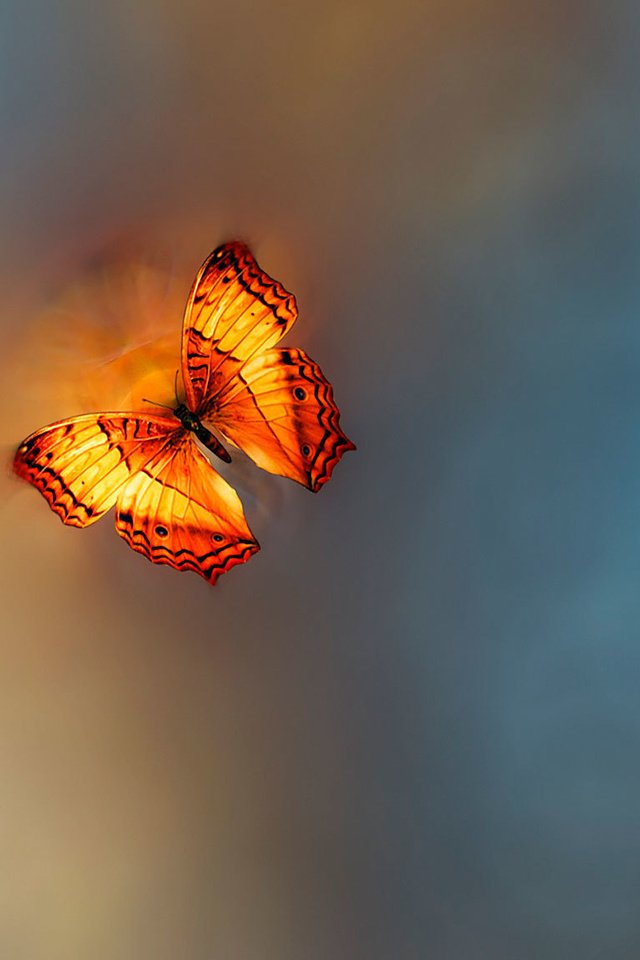 Обои бабочка, golden age, josep sumalla, butterfly разрешение 2048x1152 Загрузить