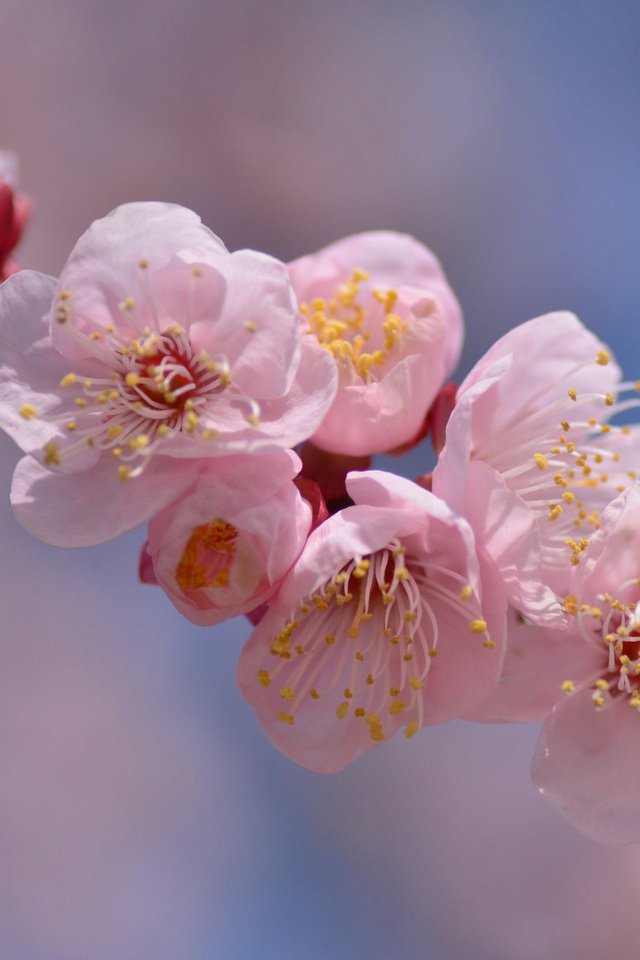 Обои ветка, цветение, весна, розовый, branch, flowering, spring, pink разрешение 2048x1356 Загрузить