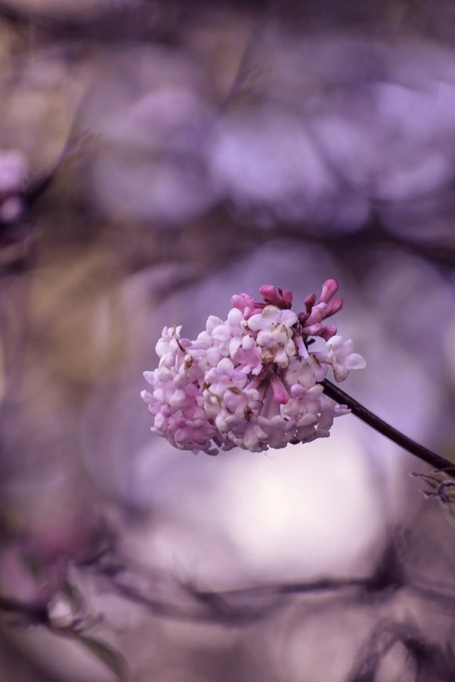 Обои цветение, макро, ветки, весна, цветки, боке, flowering, macro, branches, spring, flowers, bokeh разрешение 2048x1356 Загрузить