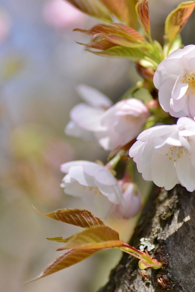 Обои дерево, весна, вишня, сакура, tree, spring, cherry, sakura разрешение 2048x1356 Загрузить