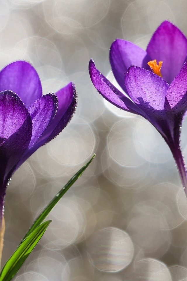 Обои капли, фиолетовый, весна, крокусы, drops, purple, spring, crocuses разрешение 2048x1250 Загрузить
