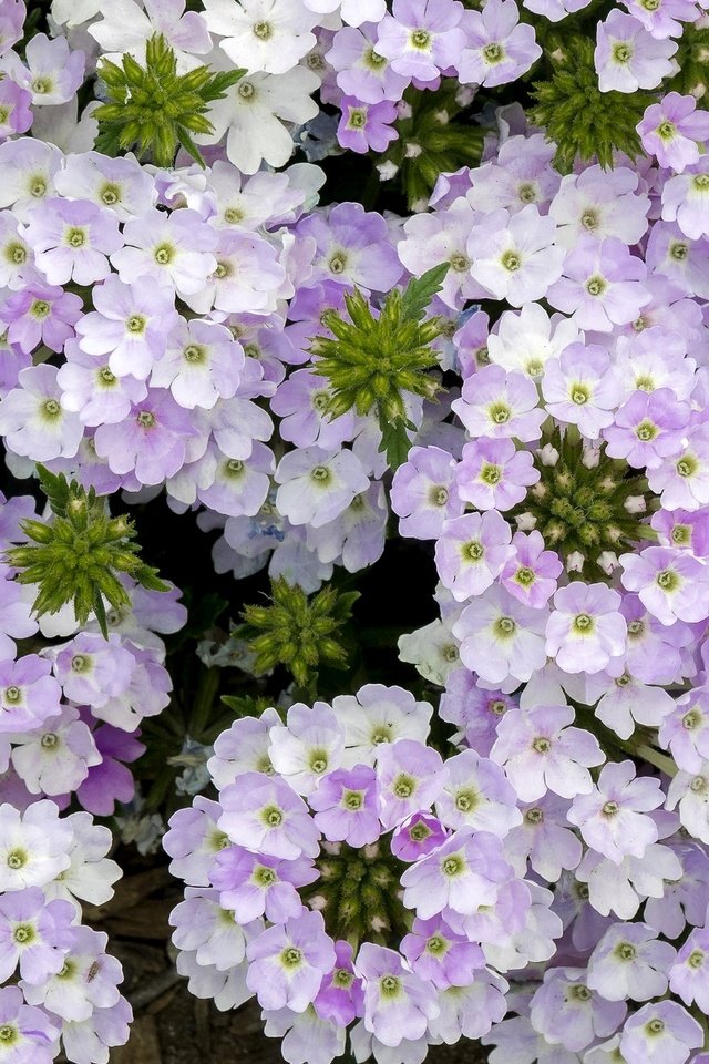 Обои цветы, макро, сиреневые, вербена, голубиная трава, flowers, macro, lilac, verbena, pigeon grass разрешение 2048x1324 Загрузить