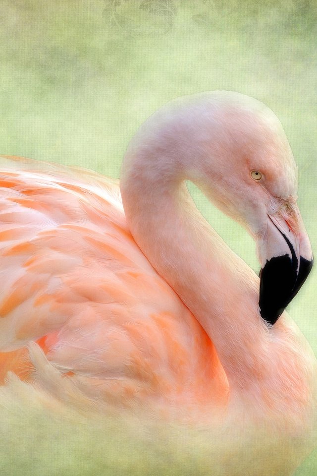 Обои фон, фламинго, птица, background, flamingo, bird разрешение 2048x1582 Загрузить
