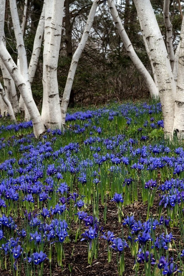 Обои цветы, деревья, природа, растения, весна, flowers, trees, nature, plants, spring разрешение 1920x1220 Загрузить