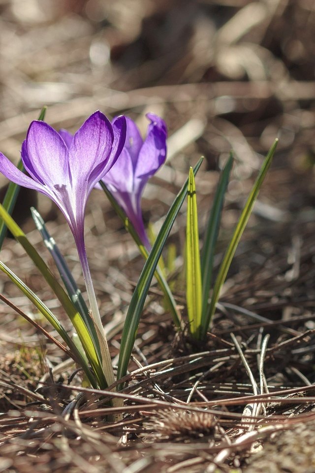 Обои цветы, лепестки, крокусы, flowers, petals, crocuses разрешение 2048x1365 Загрузить