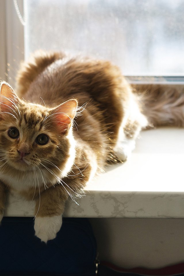 Обои фон, кошка, взгляд, окно, background, cat, look, window разрешение 2048x1356 Загрузить