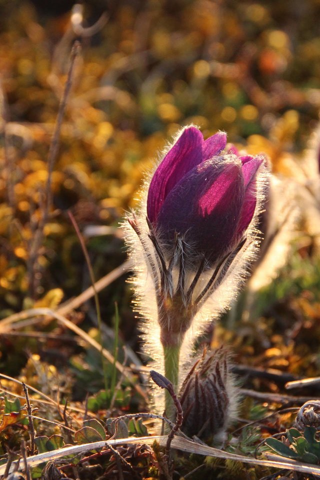 Обои цветы, природа, весна, сон-трава, прострел, heike beudert, pulsatilla, flowers, nature, spring, sleep-grass, cross разрешение 2048x1365 Загрузить