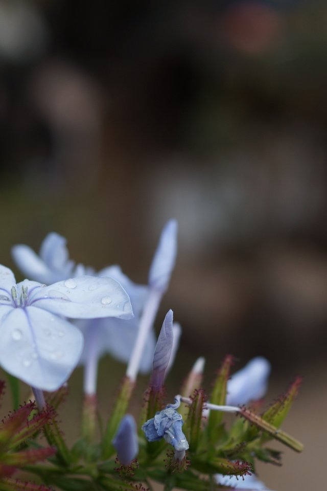 Обои цветок, лепестки, голубые, flower, petals, blue разрешение 5456x3632 Загрузить