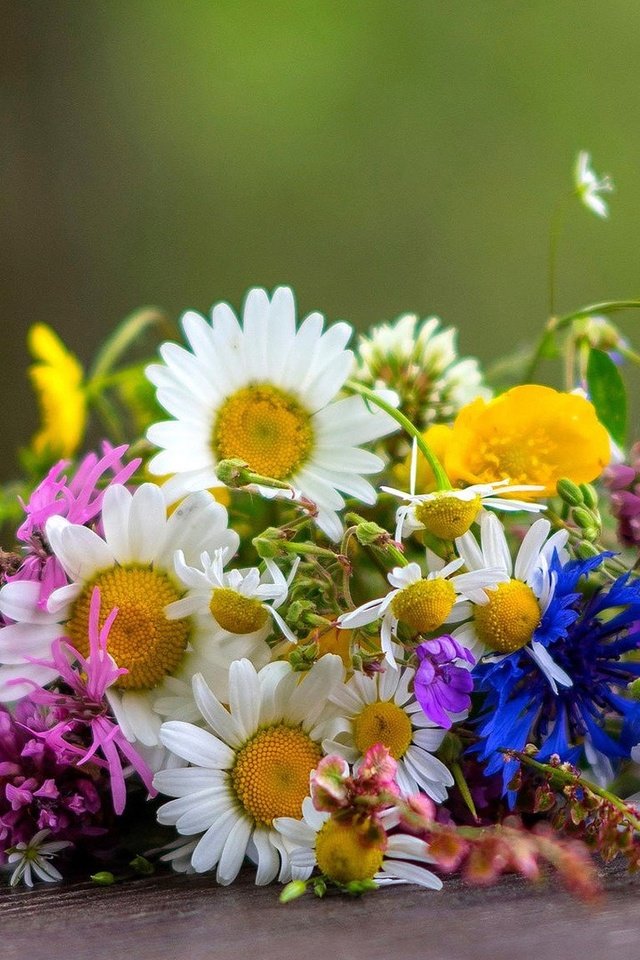 Обои цветы, ромашки, букет, полевые, flowers, chamomile, bouquet, field разрешение 1920x1080 Загрузить