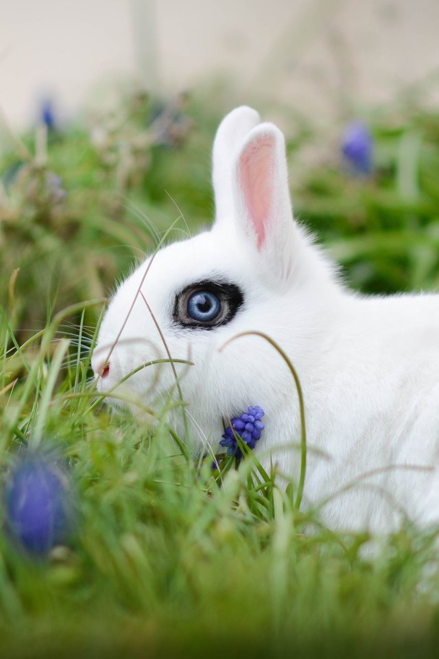 Обои цветы, трава, белый, кролик, боке, белый кролик, flowers, grass, white, rabbit, bokeh, white rabbit разрешение 3600x2209 Загрузить