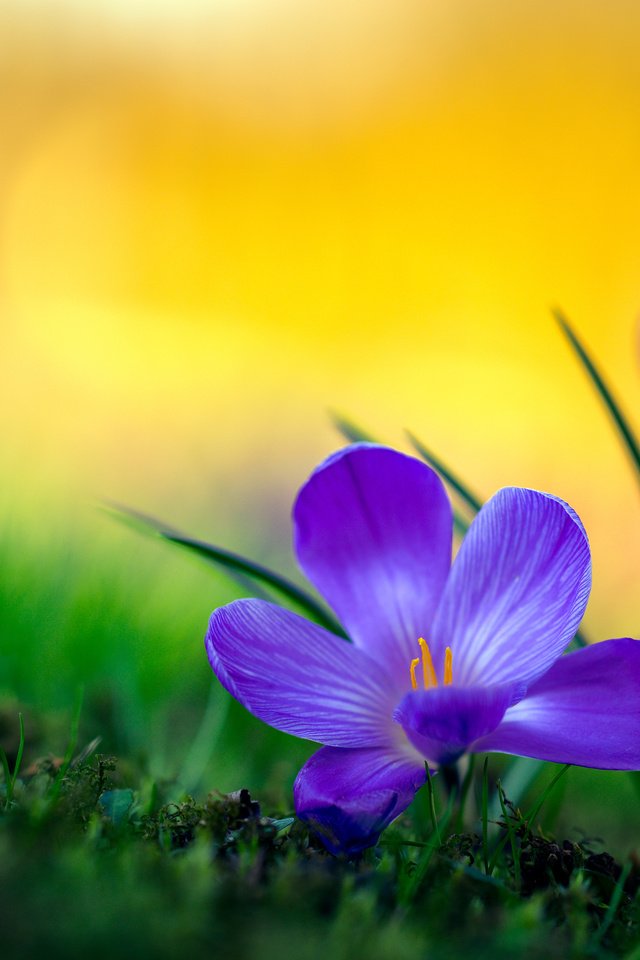 Обои макро, крокусы, боке, macro, crocuses, bokeh разрешение 4000x2667 Загрузить