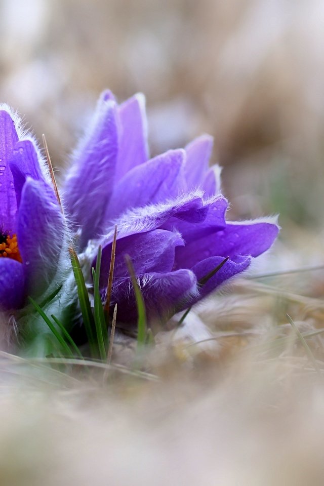 Обои цветы, природа, весна, сон-трава, прострел, pulsatilla, flowers, nature, spring, sleep-grass, cross разрешение 3691x2770 Загрузить