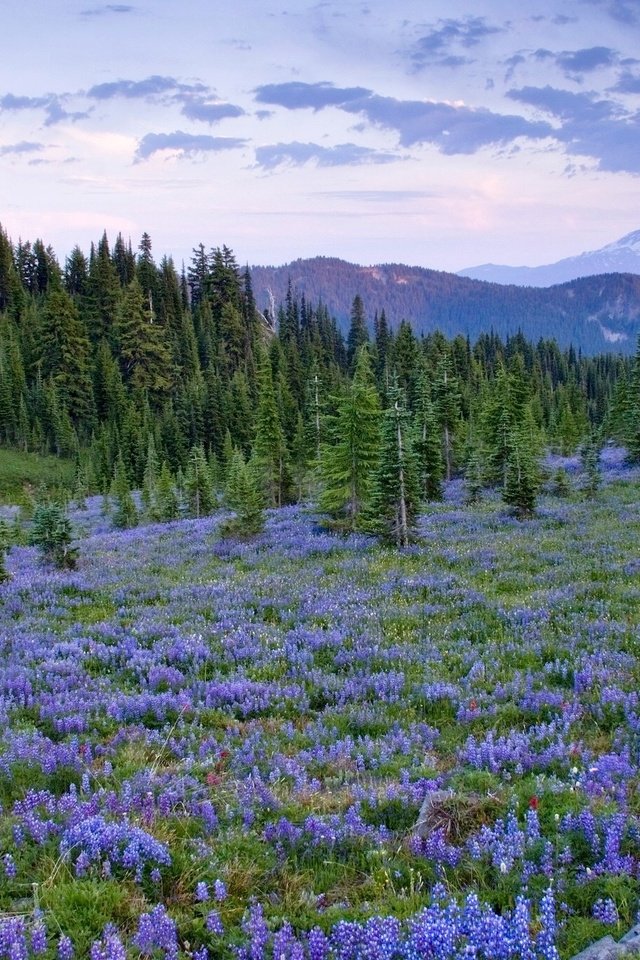 Обои цветы, деревья, природа, пейзаж, поле, flowers, trees, nature, landscape, field разрешение 2048x1365 Загрузить