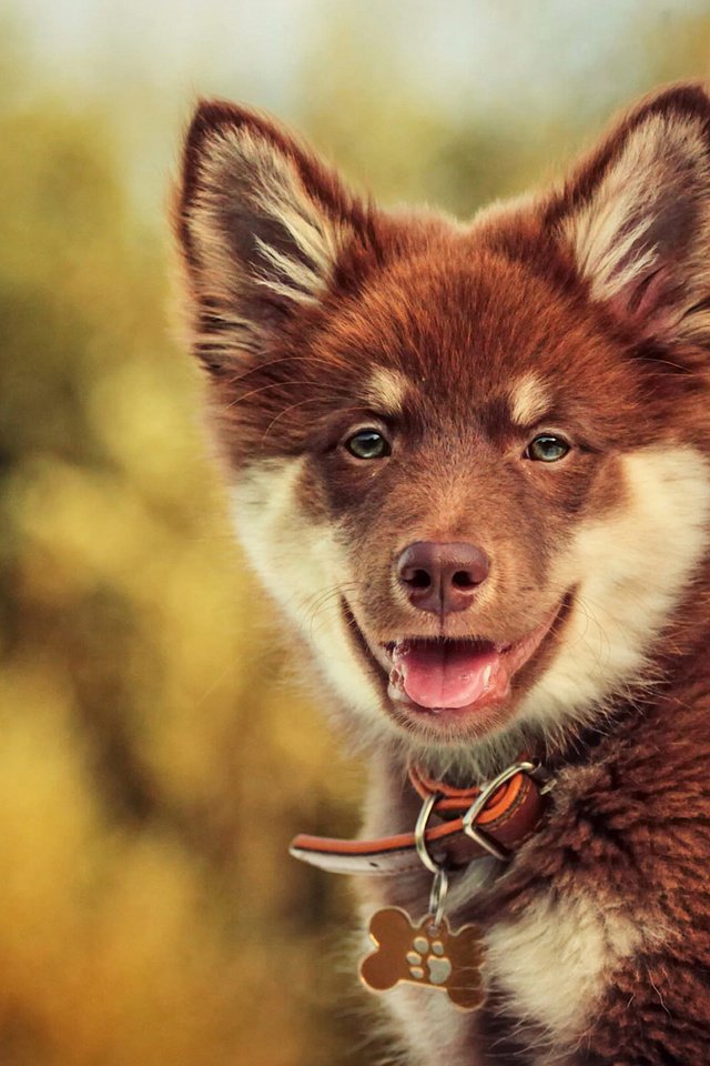 Обои взгляд, собака, боке, финский лаппхунд, look, dog, bokeh, finnish lapphund разрешение 2048x1366 Загрузить