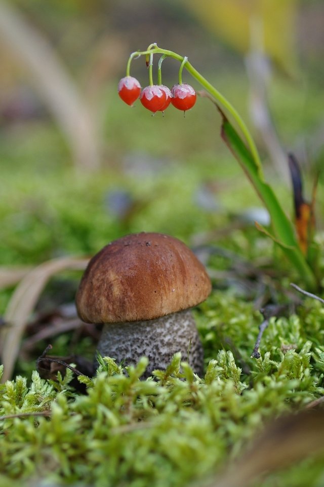 Обои гриб, мох, боровик, крепыш, mushroom, moss, borovik, burly разрешение 2232x1484 Загрузить