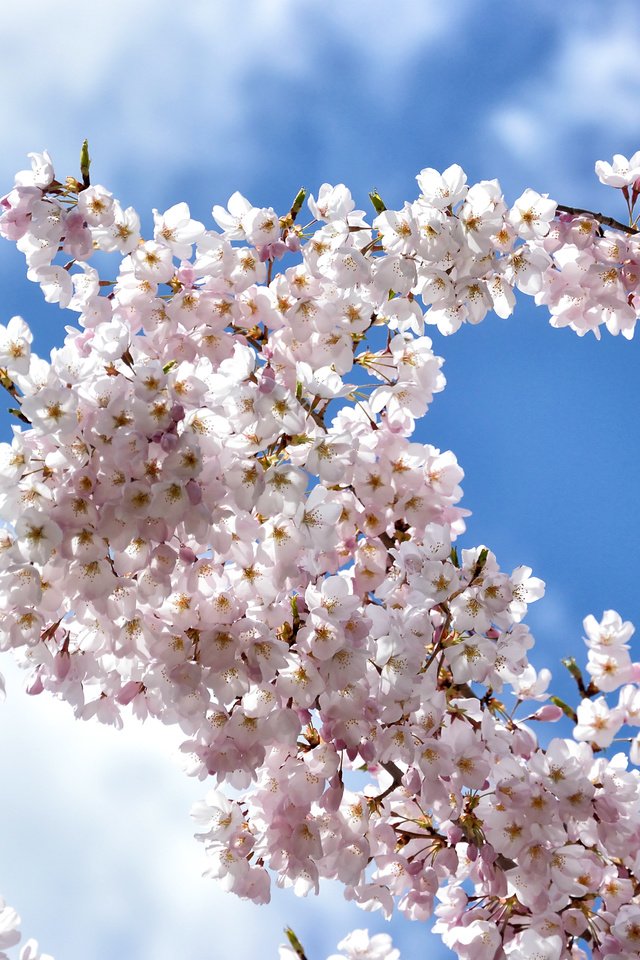 Обои небо, облака, цветение, ветки, весна, вишня, сакура, the sky, clouds, flowering, branches, spring, cherry, sakura разрешение 2400x1600 Загрузить