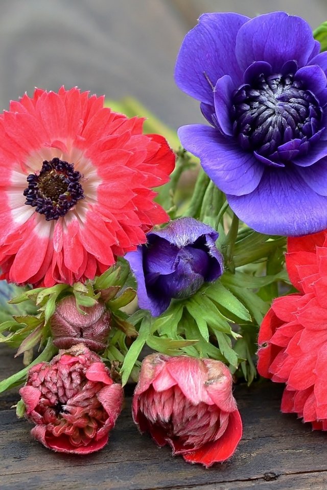 Обои фиолетовый, розовый, анемоны, purple, pink, anemones разрешение 1920x1215 Загрузить