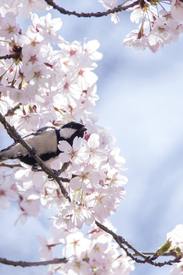 Обои дерево, птица, весна, вишня, сакура, синица, tree, bird, spring, cherry, sakura, tit разрешение 2048x1357 Загрузить