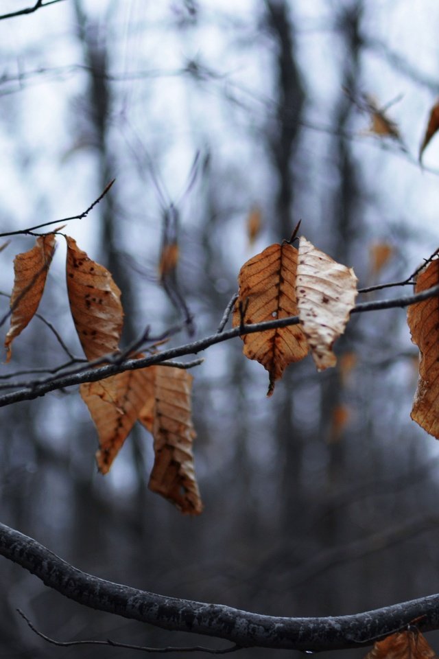 Обои дерево, листья, ветки, осень, сухие, tree, leaves, branches, autumn, dry разрешение 2880x1920 Загрузить