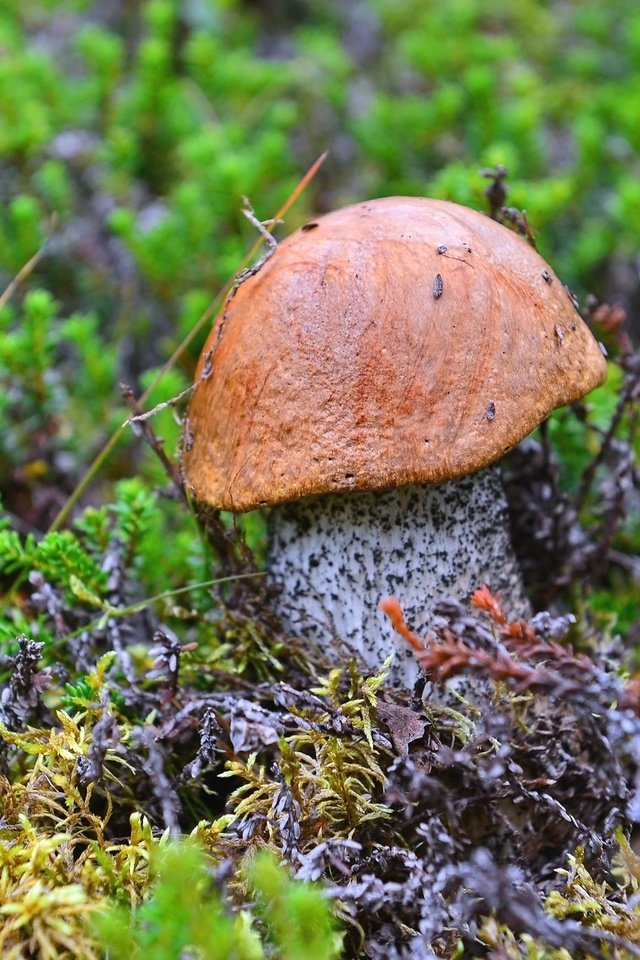 Обои гриб, мох, подосиновик, mushroom, moss, boletus разрешение 2048x1367 Загрузить