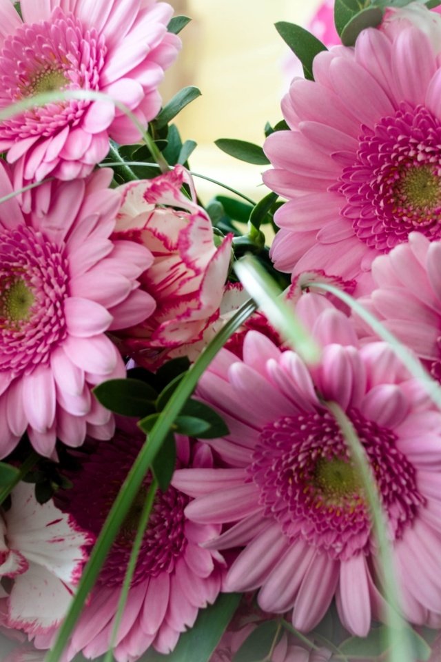 Обои букет, розовый, герберы, bouquet, pink, gerbera разрешение 2050x1295 Загрузить