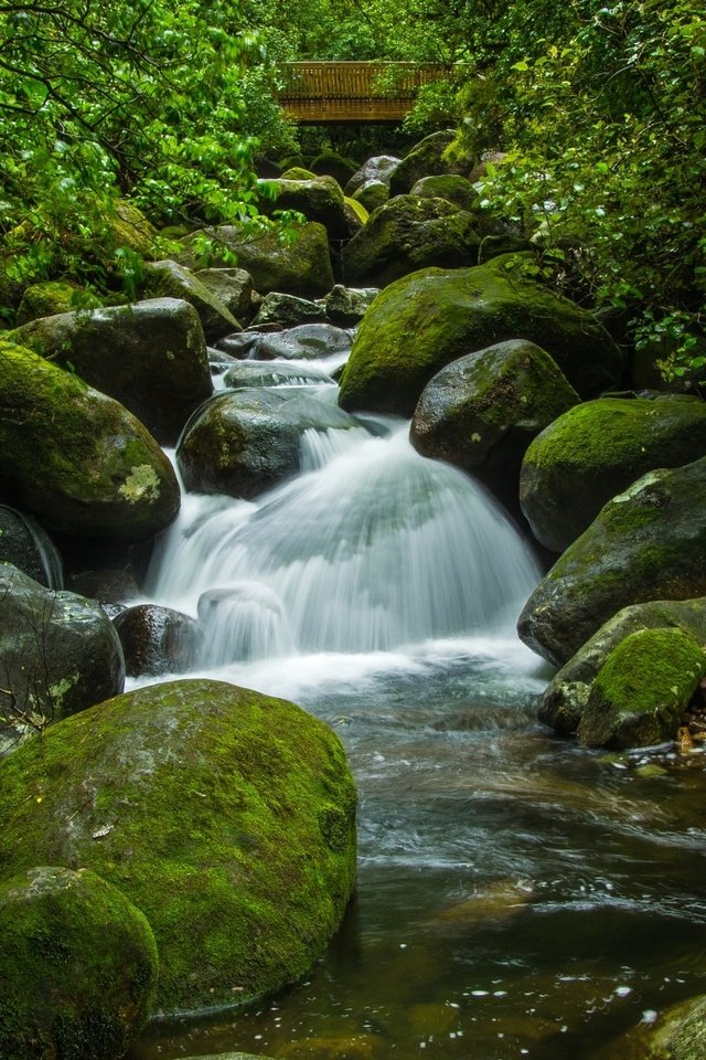 Обои вода, камни, зелень, ручей, мох, water, stones, greens, stream, moss разрешение 2250x1495 Загрузить