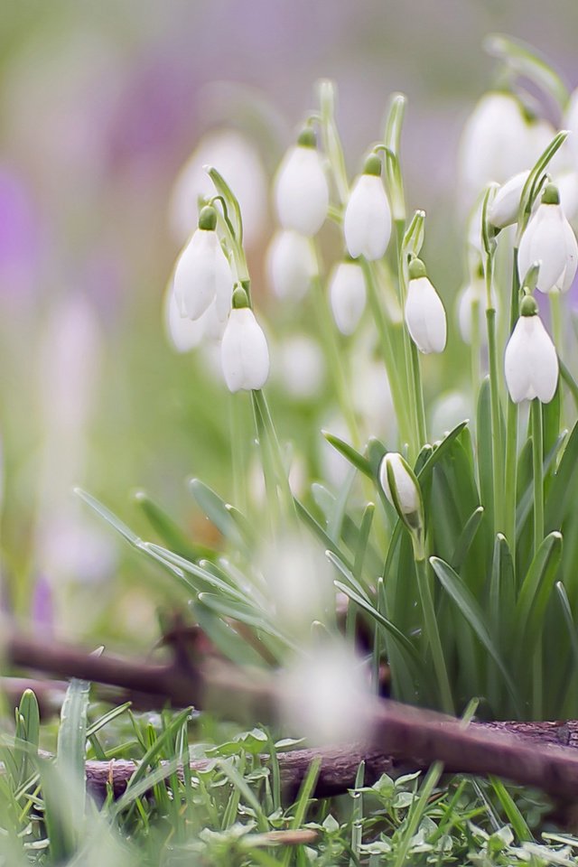 Обои цветы, макро, весна, подснежники, крокусы, боке, flowers, macro, spring, snowdrops, crocuses, bokeh разрешение 1920x1080 Загрузить