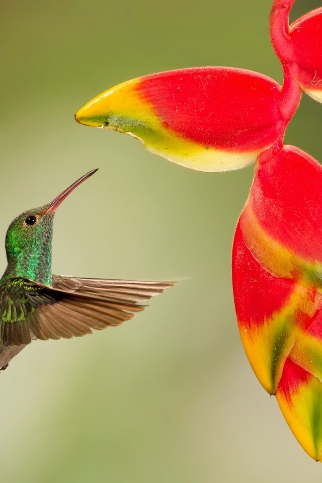 Обои полет, цветок, птица, тропики, колибри, кроха, flight, flower, bird, tropics, hummingbird, baby разрешение 2048x1298 Загрузить