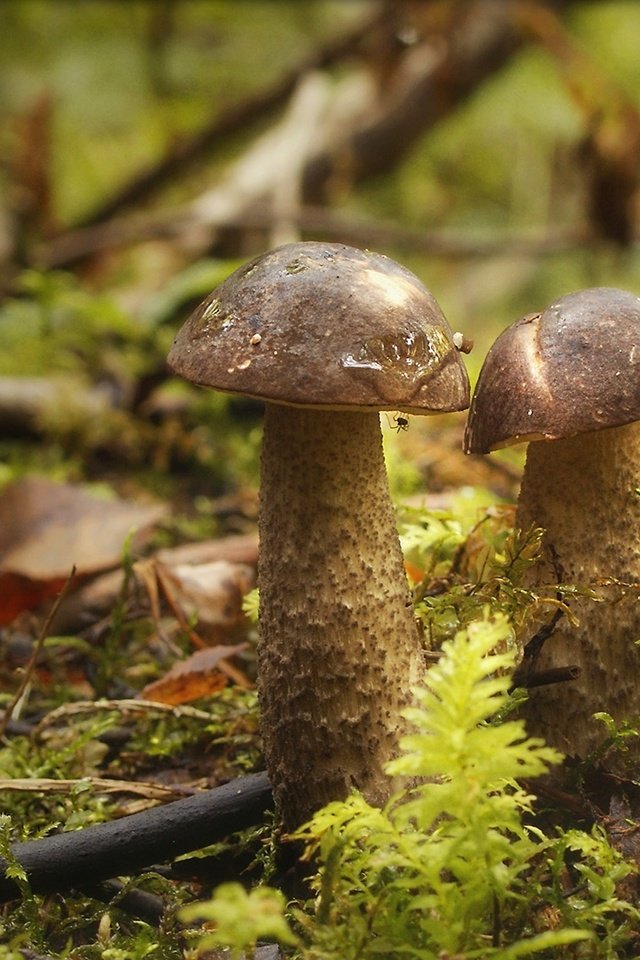 Обои лес, грибы, паучок, forest, mushrooms, spider разрешение 1960x1086 Загрузить