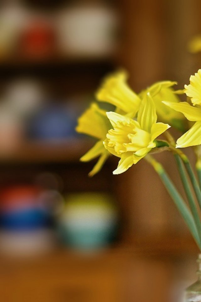 Обои букет, нарциссы, боке, bouquet, daffodils, bokeh разрешение 2048x1321 Загрузить