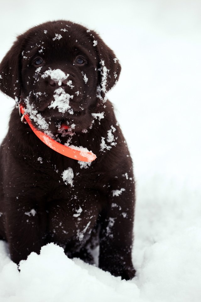 Обои снег, взгляд, собака, друг, snow, look, dog, each разрешение 2560x1709 Загрузить