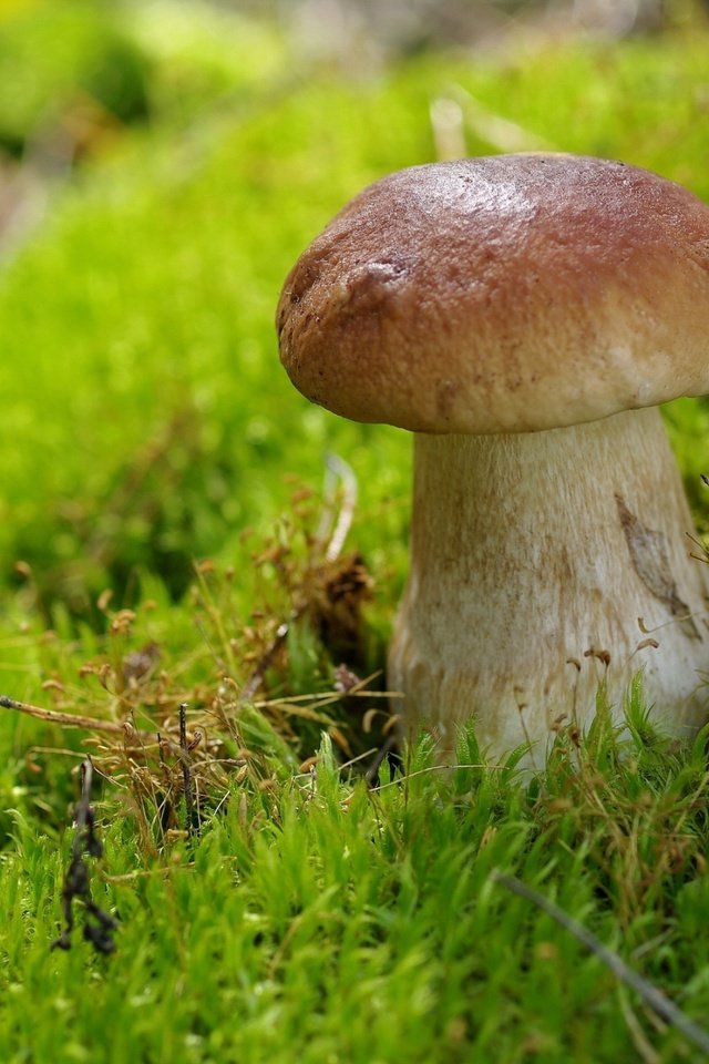 Обои гриб, мох, белый гриб, mushroom, moss, white mushroom разрешение 2000x1330 Загрузить