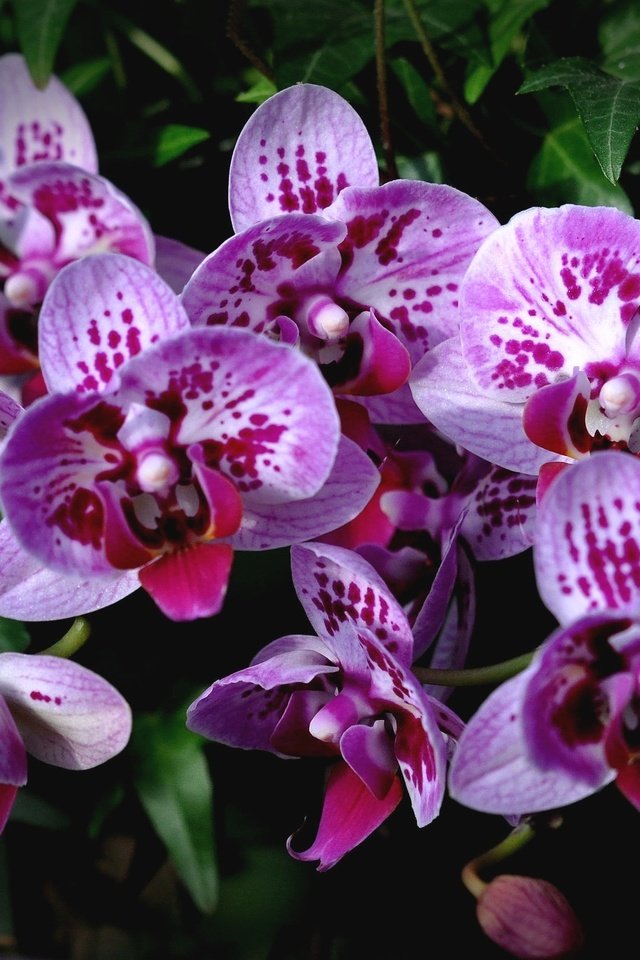 Обои экзотика, орхидеи, пятнистые, exotic, orchids, spotted разрешение 2048x1360 Загрузить