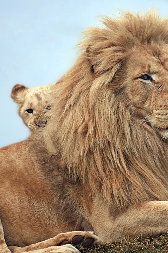 Обои природа, львы, звери, nature, lions, animals разрешение 2000x1114 Загрузить