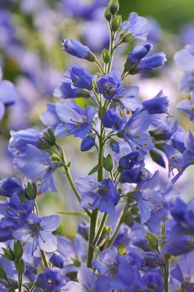 Обои цветы, макро, лепестки, стебли, синие, синюха, flowers, macro, petals, stems, blue разрешение 3000x1993 Загрузить
