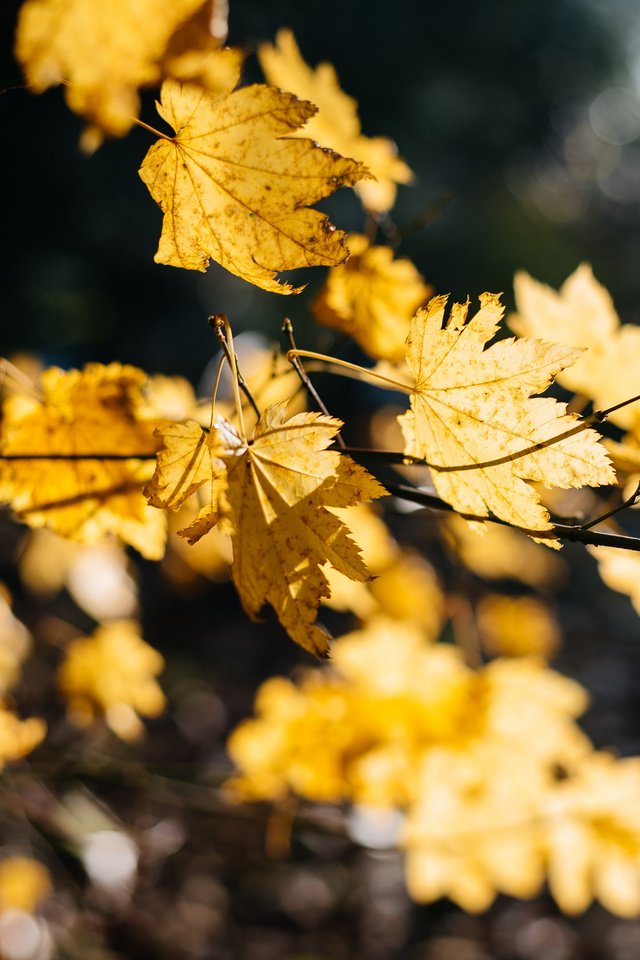 Обои природа, листья, ветки, осень, кленовый лист, желтые, боке, nature, leaves, branches, autumn, maple leaf, yellow, bokeh разрешение 2048x1686 Загрузить