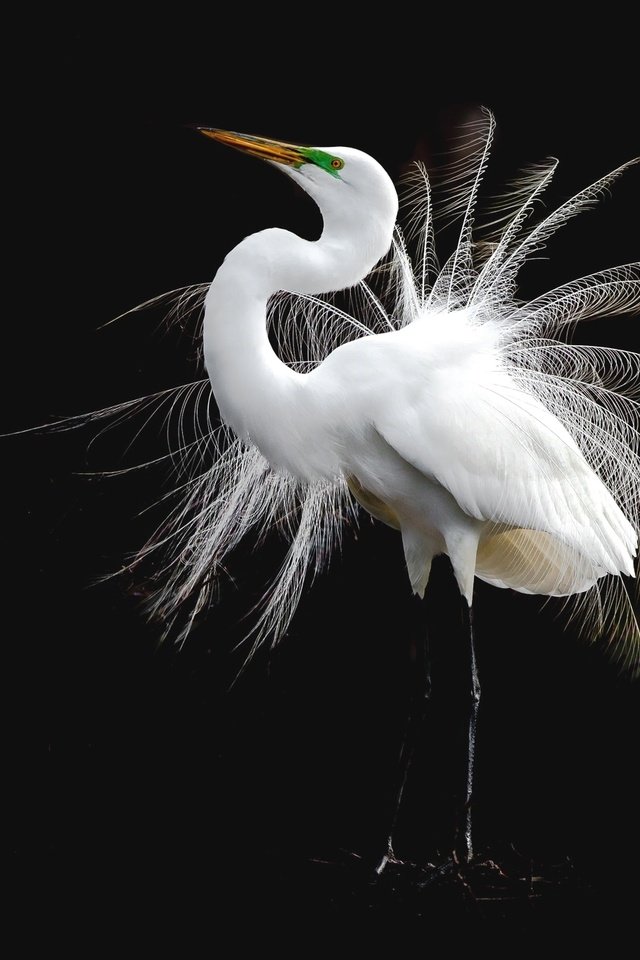 Обои птица, перья, белая, цапля, bird, feathers, white, heron разрешение 2048x1365 Загрузить