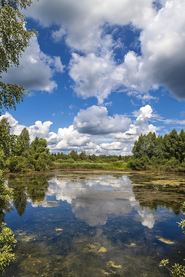 Обои небо, облака, деревья, лето, the sky, clouds, trees, summer разрешение 2000x1333 Загрузить