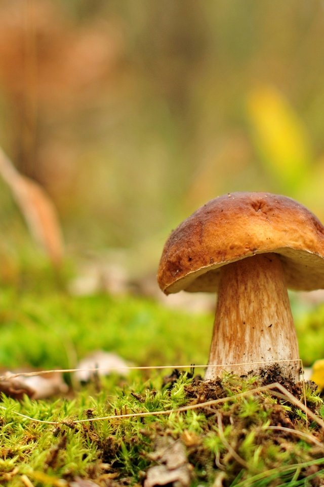 Обои зелень, гриб,  белый гриб, greens, mushroom, white mushroom разрешение 2500x1660 Загрузить