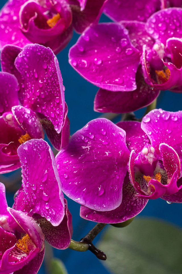 Обои капли, лиловый, орхидеи, drops, purple, orchids разрешение 2048x1365 Загрузить