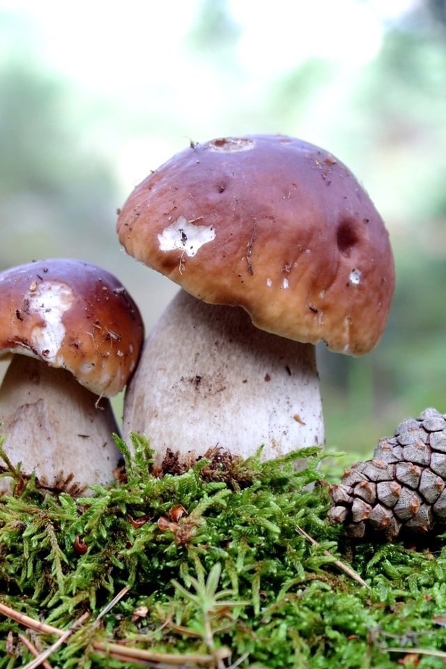 Обои грибы, мох, шишка,  белый гриб, mushrooms, moss, bump, white mushroom разрешение 1920x1218 Загрузить