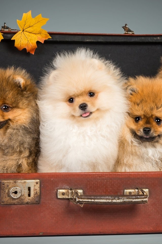 Обои щенки, чемодан, шпицы, puppies, suitcase, spitz разрешение 2800x1810 Загрузить