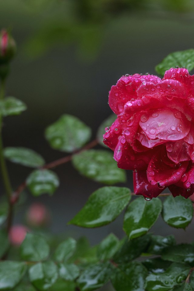 Обои капли, роза, бутон, после дождя, drops, rose, bud, after the rain разрешение 2048x1367 Загрузить
