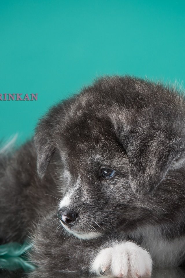 Обои серый, щенок, песик, дымчатый, японская, акита, grey, puppy, doggie, smoky, japanese, akita разрешение 3400x2241 Загрузить